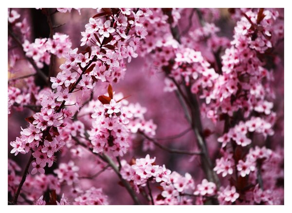 Obraz - Różowa sakura (70x50 cm)