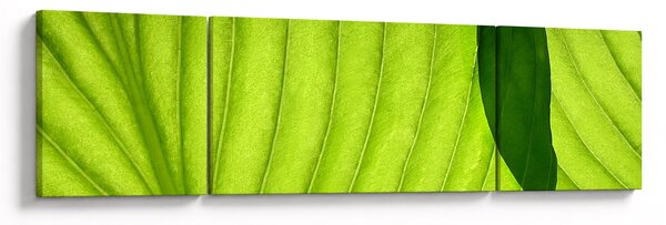Obraz - Szczegół zielonego liścia (170x50 cm)