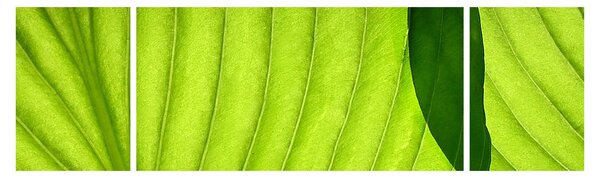 Obraz - Szczegół zielonego liścia (170x50 cm)