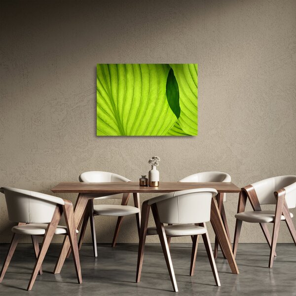 Obraz na szkle - Szczegół zielonego liścia (70x50 cm)