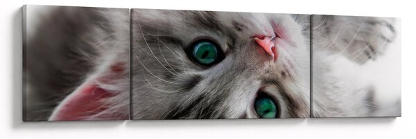 Obraz - Kot z zielonymi oczami (170x50 cm)