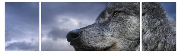 Obraz - Głowa wilka (170x50 cm)