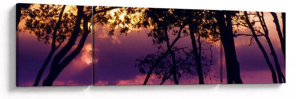 Obraz - Drzewa o zachodzie słońca (170x50 cm)