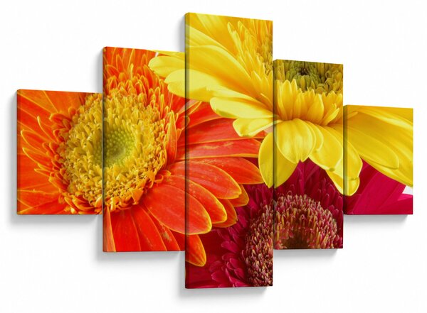 Obraz - Kwiaty Gerbery (125x70 cm)