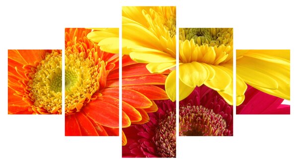 Obraz - Kwiaty Gerbery (125x70 cm)