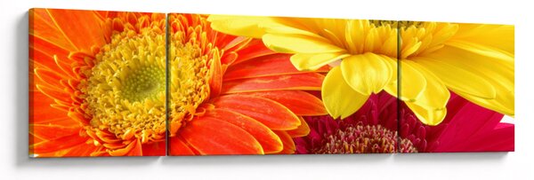 Obraz - Kwiaty Gerbery (170x50 cm)