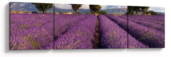 Obraz - Pole lawendy i góry (170x50 cm)