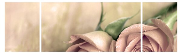 Obraz - Delikatne róże (170x50 cm)