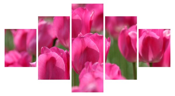 Obraz - Różowe tulipany (125x70 cm)