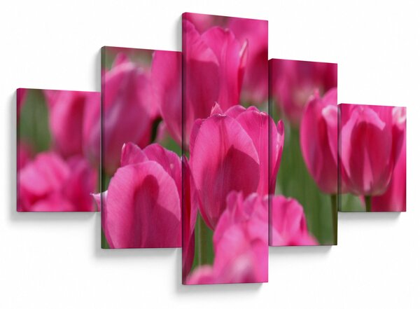 Obraz - Różowe tulipany (125x70 cm)