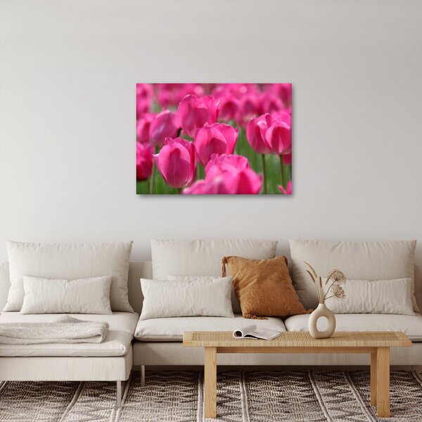 Obraz - Różowe tulipany (70x50 cm)