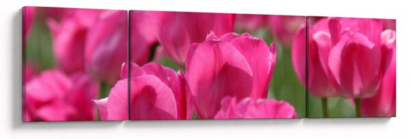 Obraz - Różowe tulipany (170x50 cm)