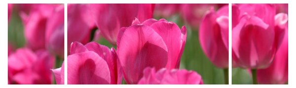 Obraz - Różowe tulipany (170x50 cm)