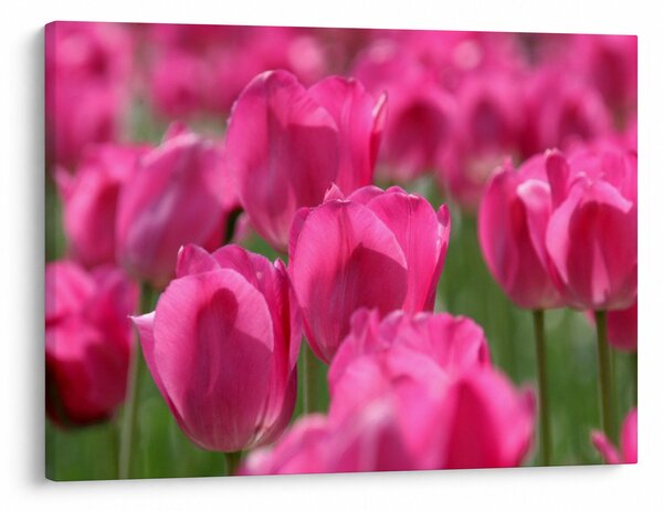 Obraz - Różowe tulipany (70x50 cm)