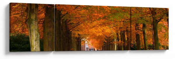 Obraz - Aleja drzew jesienią (170x50 cm)