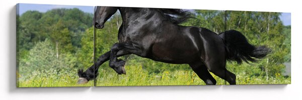 Obraz - Koń z płynącą grzywą (170x50 cm)