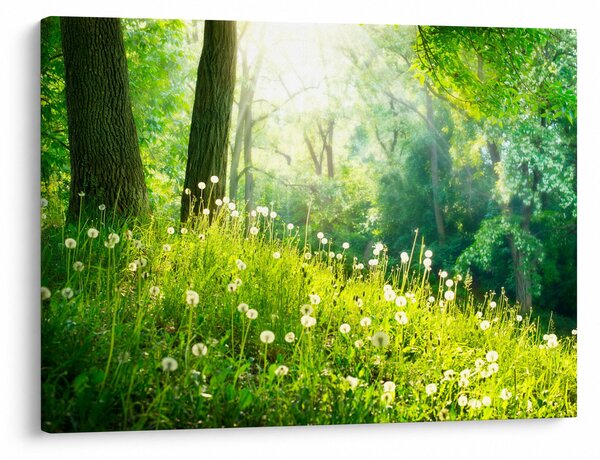 Obraz - Magiczna łąka pełna mniszków lekarskich (70x50 cm)