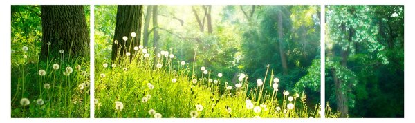 Obraz - Magiczna łąka pełna mniszków lekarskich (170x50 cm)