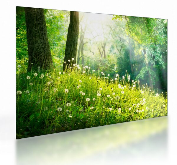 Obraz na szkle - Magiczna łąka pełna mniszków lekarskich (70x50 cm)