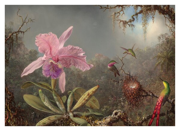 Obraz - Martin Johnson Heade, Cattleya Orchid and Three Hummingbirds, reprodukcje (70x50 cm)