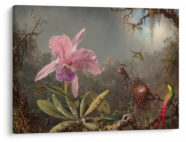 Obraz - Martin Johnson Heade, Cattleya Orchid and Three Hummingbirds, reprodukcje (70x50 cm)