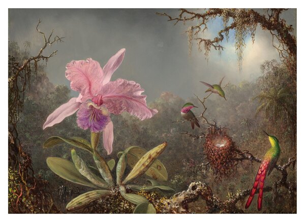 Obraz na szkle - Martin Johnson Heade, Cattleya Orchid and Three Hummingbirds, reprodukcje (70x50 cm)