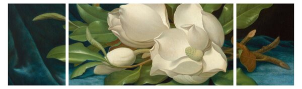 Obraz - Martin Johnson Heade, Giant Magnolias on a Blue Velvet Cloth, reprodukcje (170x50 cm)