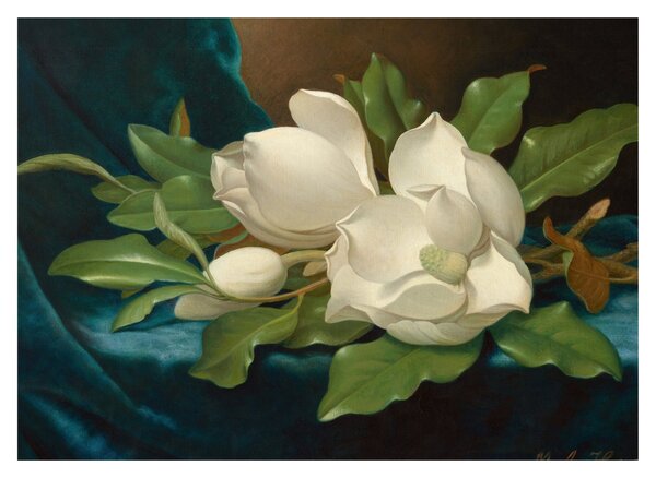 Obraz - Martin Johnson Heade, Giant Magnolias on a Blue Velvet Cloth, reprodukcje (70x50 cm)