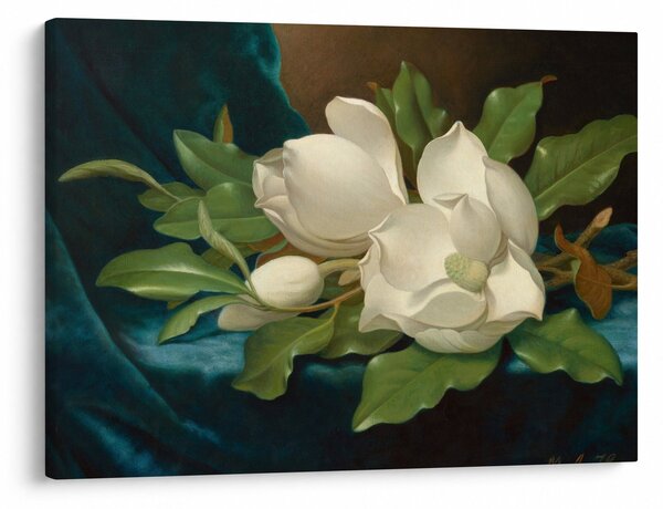 Obraz - Martin Johnson Heade, Giant Magnolias on a Blue Velvet Cloth, reprodukcje (70x50 cm)