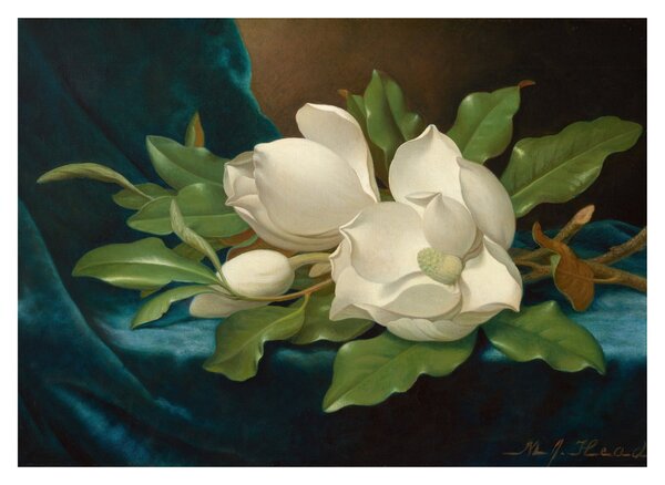 Obraz na szkle - Martin Johnson Heade, Giant Magnolias on a Blue Velvet Cloth, reprodukcje (70x50 cm)