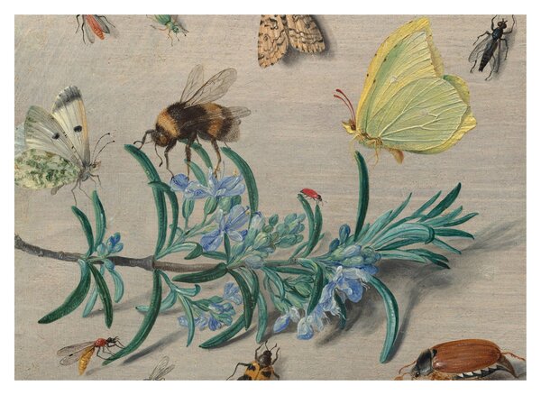 Obraz - Jan van Kessel the Elder, Insects and a Sprig of Rosemary, reprodukcje (70x50 cm)