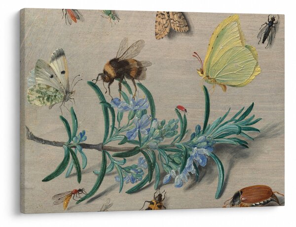 Obraz - Jan van Kessel the Elder, Insects and a Sprig of Rosemary, reprodukcje (70x50 cm)
