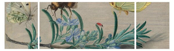 Obraz - Jan van Kessel the Elder, Insects and a Sprig of Rosemary, reprodukcje (170x50 cm)