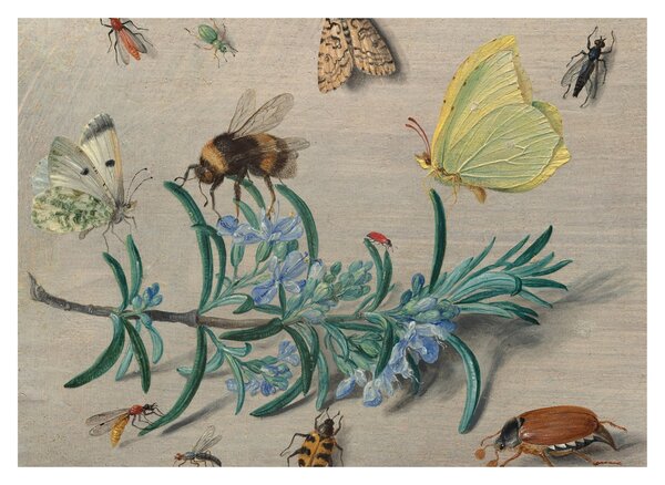 Obraz na szkle - Jan van Kessel the Elder, Insects and a Sprig of Rosemary, reprodukcje (70x50 cm)
