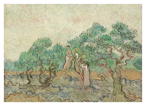 Obraz na szkle - Vincent van Gogh, The Olive Orchard, reprodukcje (70x50 cm)