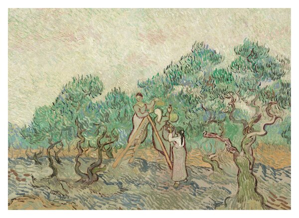 Obraz - Vincent van Gogh, The Olive Orchard, reprodukcje (70x50 cm)