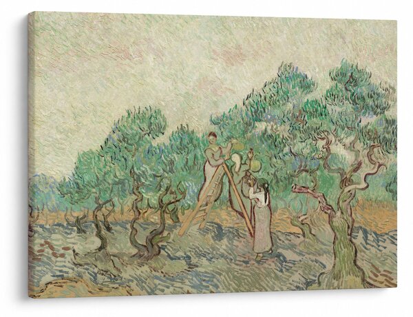 Obraz - Vincent van Gogh, The Olive Orchard, reprodukcje (70x50 cm)