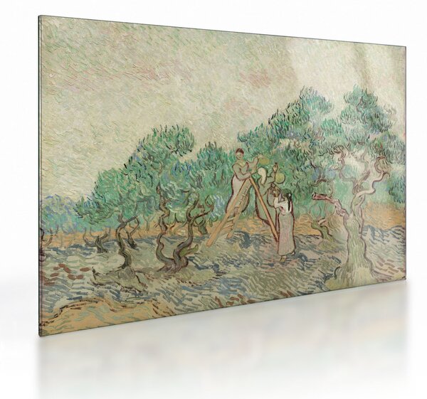 Obraz na szkle - Vincent van Gogh, The Olive Orchard, reprodukcje (70x50 cm)