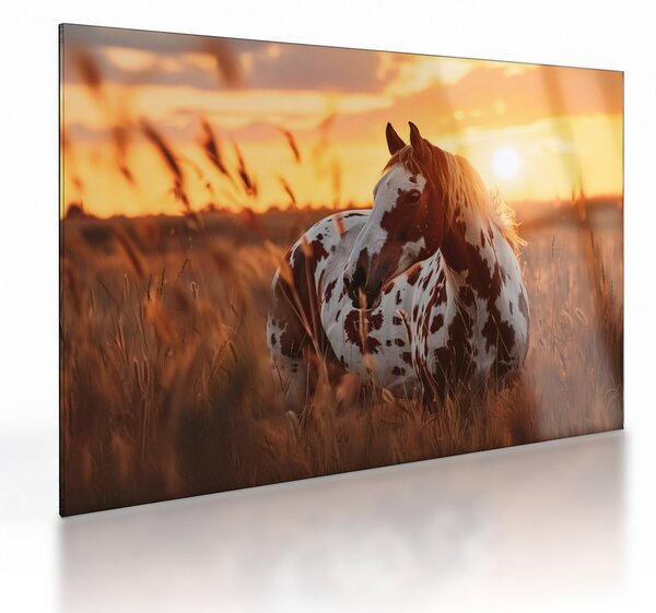 Obraz na szkle - Koń o zachodzie słońca (70x50 cm)