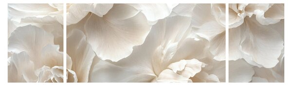 Obraz - Delikatne piwonie (170x50 cm)
