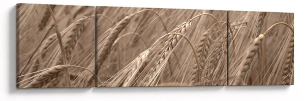 Obraz - Złote pole (170x50 cm)