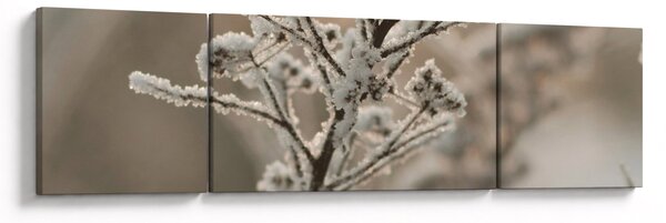 Obraz - Roślina w mrozie (170x50 cm)
