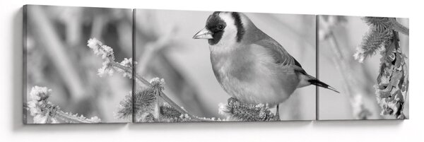 Obraz - Ptak zimą (170x50 cm)