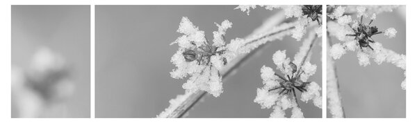 Obraz - Mrożona roślina (170x50 cm)