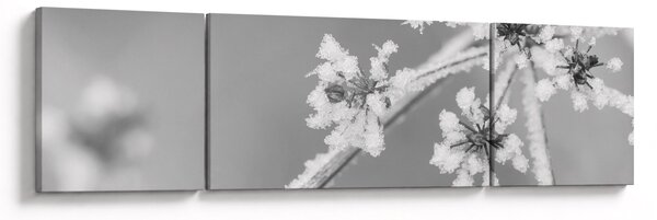 Obraz - Mrożona roślina (170x50 cm)