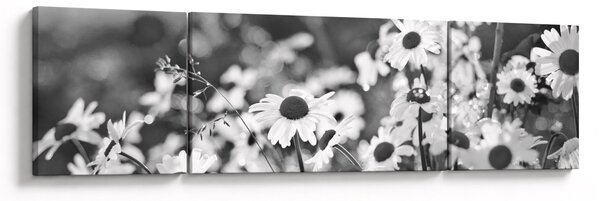 Obraz - Stokrotki (170x50 cm)