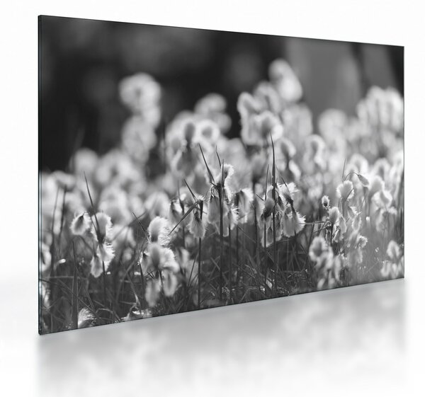 Obraz na szkle - Letnia łąka (70x50 cm)