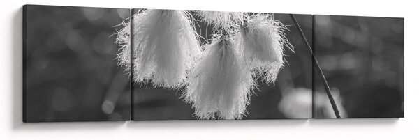 Obraz - Trawa bawełniana (170x50 cm)