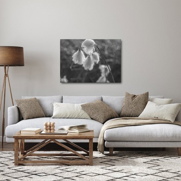 Obraz - Trawa bawełniana (70x50 cm)