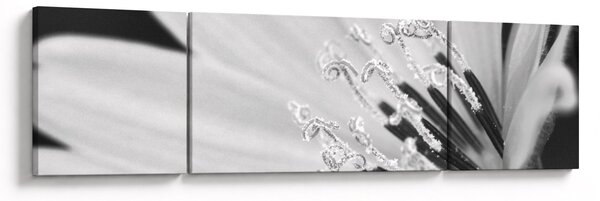 Obraz - Czarno-biały kwiat (170x50 cm)